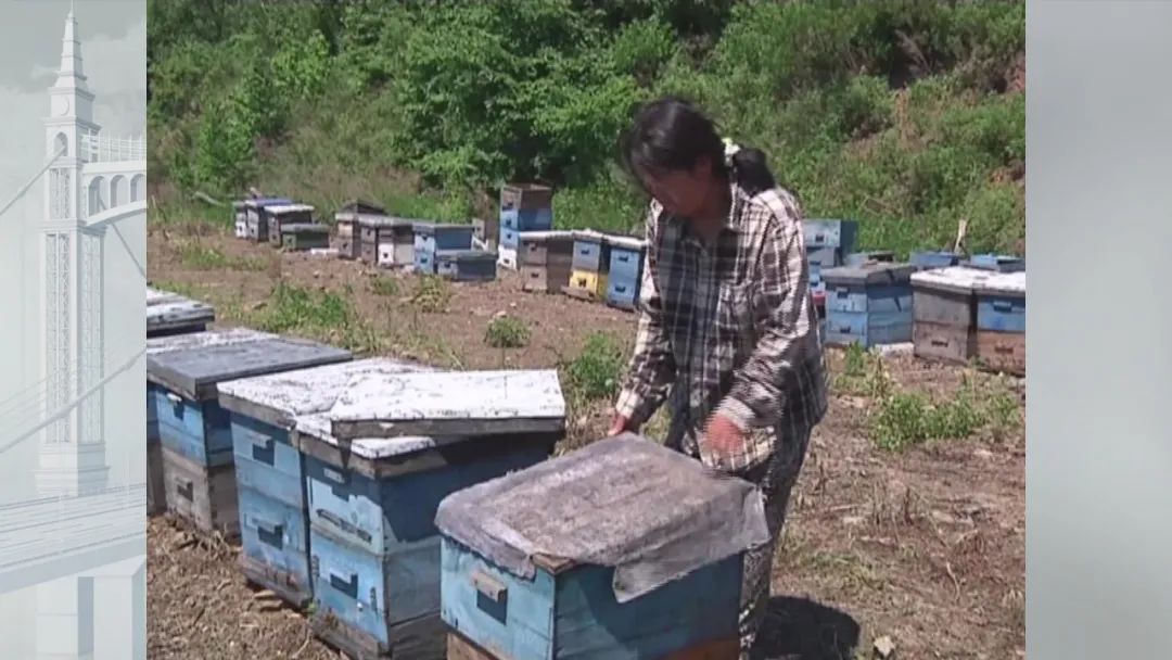 7斤重五步蛇与狗撞上，狗赶蛇不成被咬身亡！和眼镜蛇比它更毒？