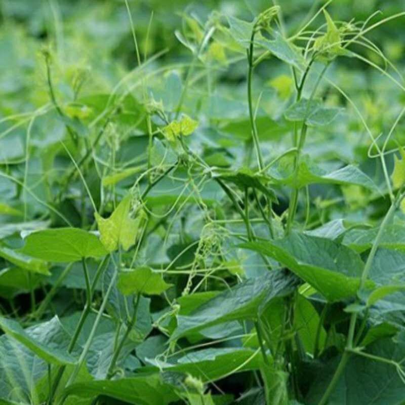 叶菜品类表,叶菜类一览表