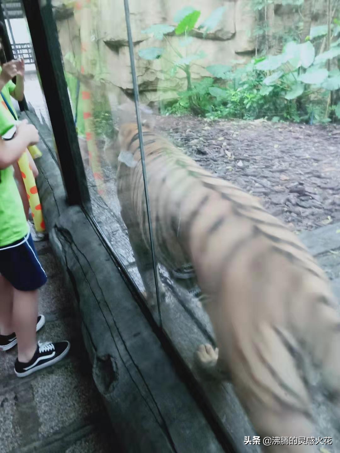 长隆野生动物世界探寻自然之美,长隆野生动物世界丛林野趣大巡游