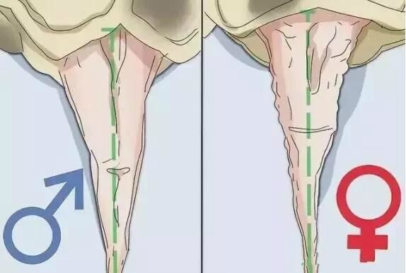 刚破壳的小乌龟怎样分雌雄,乌龟怎么分辨公母小草龟