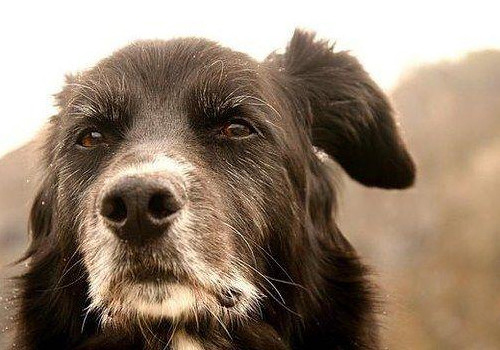 狗狗只呕吐不拉稀是什么原因,狗狗拉稀呕吐打什么针好得快