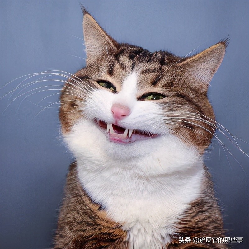 猫咪来大姨妈,猫咪来大姨妈是什么颜色