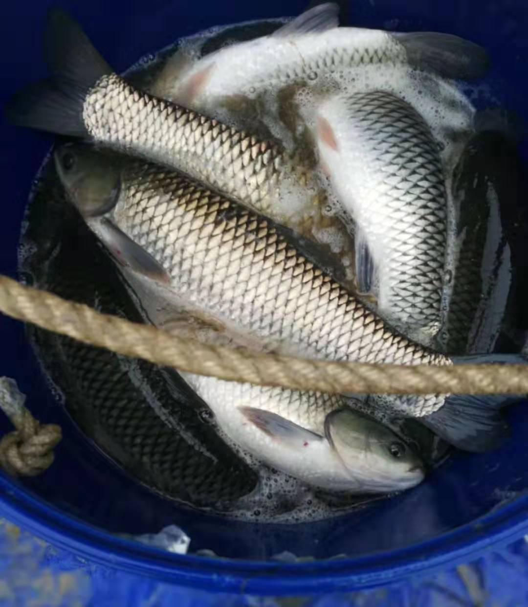 草鱼大肚子怎么回事,草鱼养殖中大肚子该怎么办