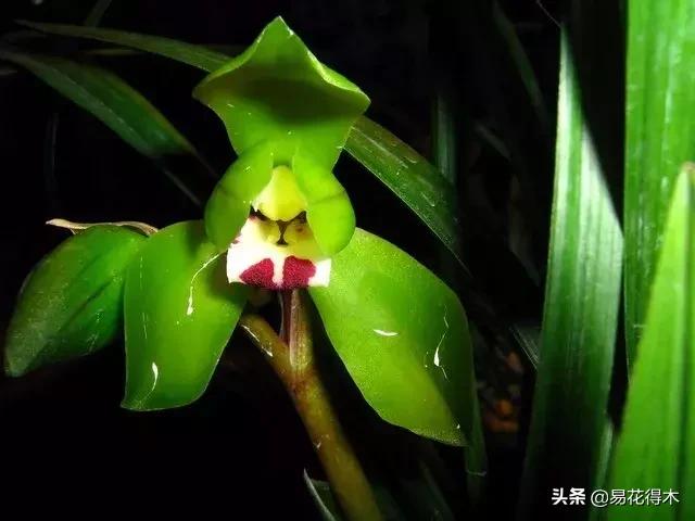 春兰荷瓣几大名品,春兰环球荷鼎和大富贵的区别