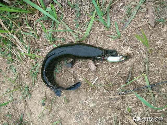 黑鱼有窝不咬饵,黑鱼在水面吐泡泡是怎么了