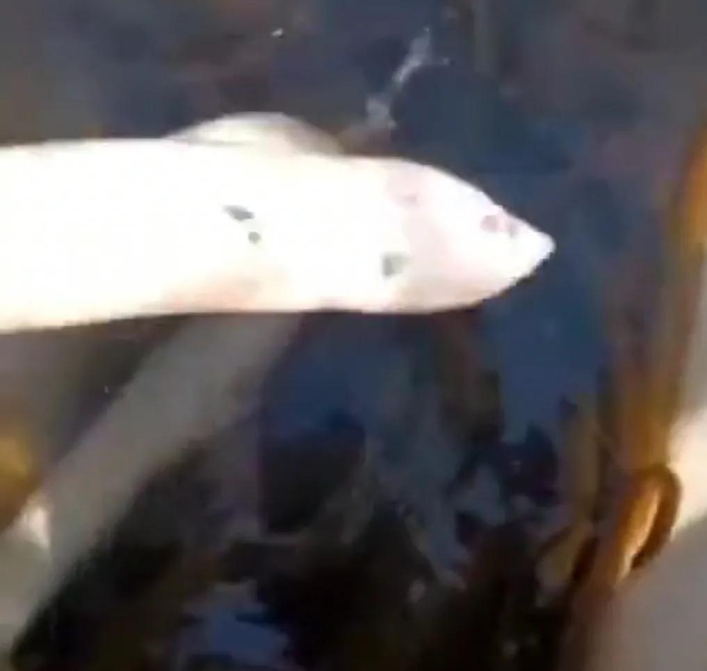 罕见！湖南岳阳大爷河边抓起一条“白娘子”，路人劝说：放了吧