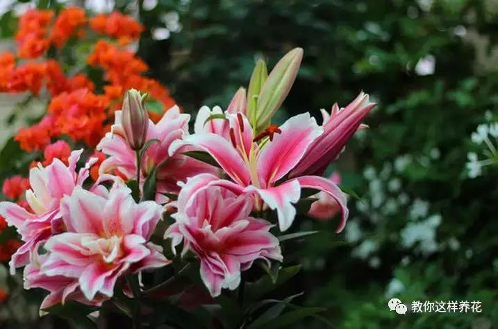 净化空气的十种花,家里养这4种花清新怡人