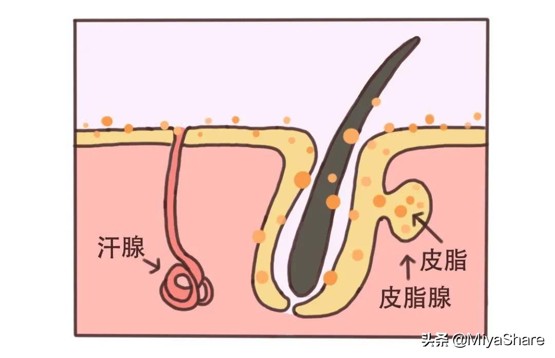 又油又起皮怎么护肤最好,如何分区护肤流程图片