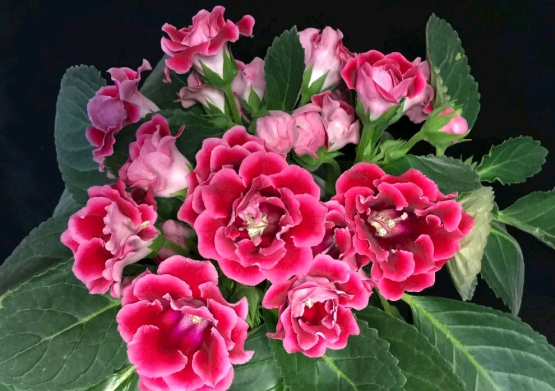 买回来的裸根仙人球怎么栽种,刚买的仙人球小球怎么上盆