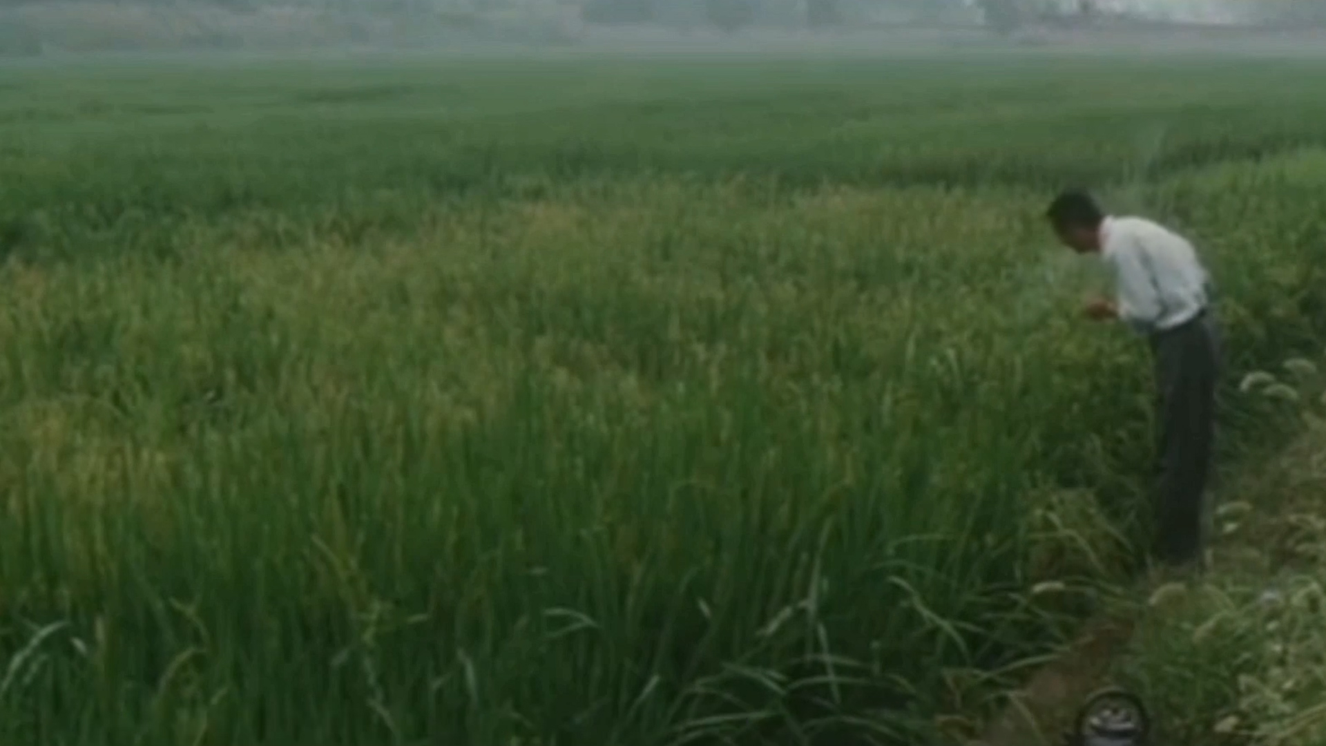 得毛主席青睐，*国锋华**主席去世后没有葬在八宝山，而却葬在卦山