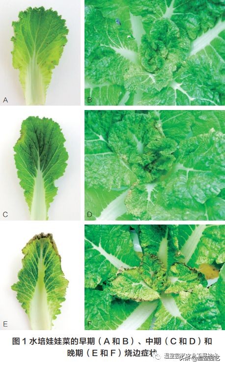水培植物烧根怎么办,水培叶菜常见病