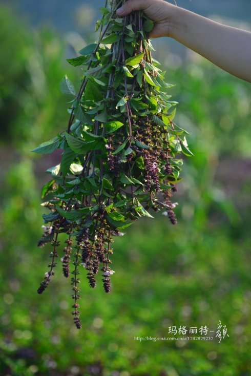 西餐常用的十三种香草介绍大全,西餐中常用的15种香料和香草