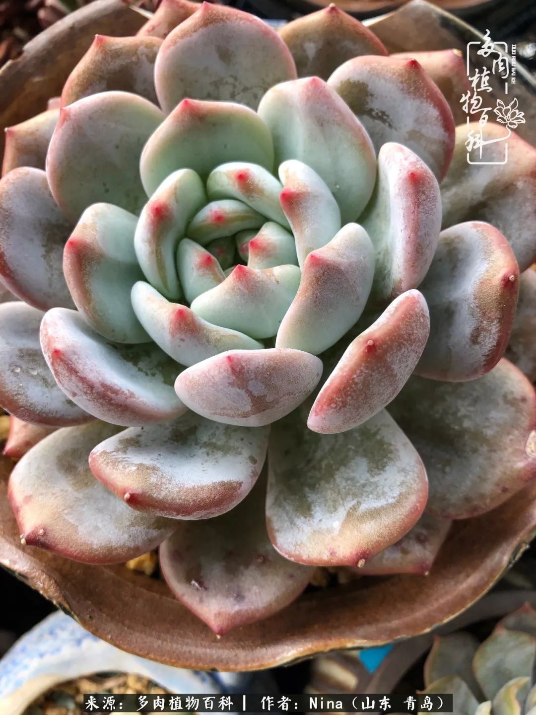 面对残酷的现实，是多肉治愈了我迷茫的未来