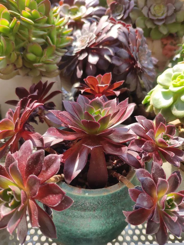 每一棵多肉都承载了一段时光,每一棵多肉都是独一无二