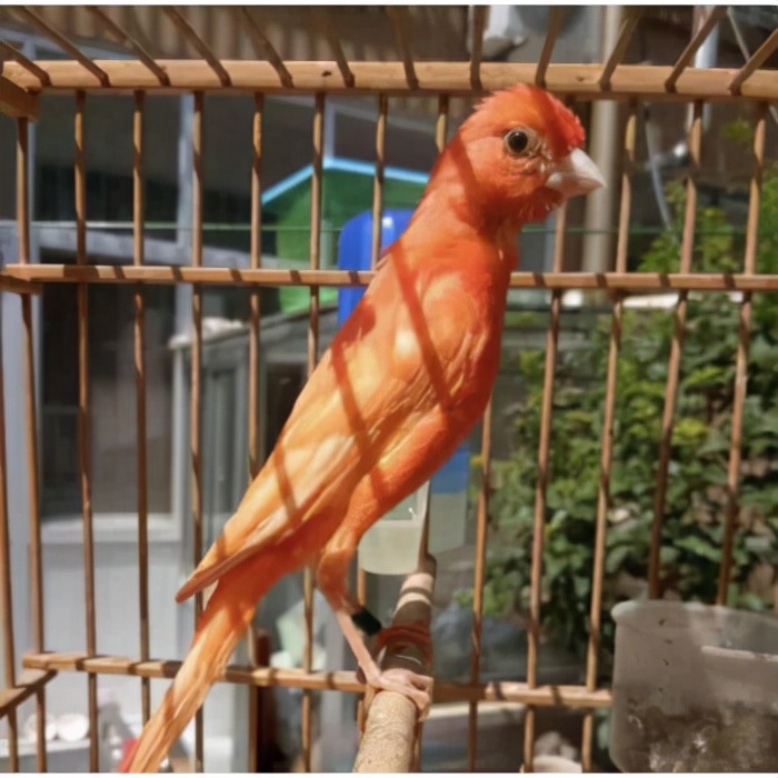 一种来自非洲的野鸟,被人工繁育出数百个品种,惊艳了整个世界