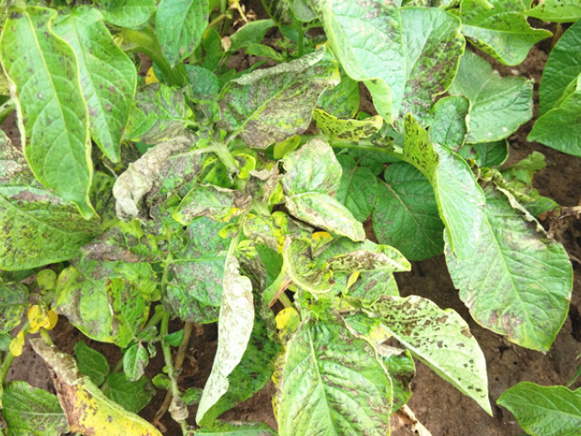 马铃薯枯黄萎病怎么治,马铃薯枯黄萎病发生的原因和防治