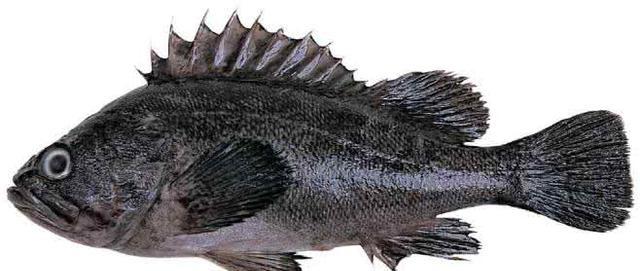 最干净的十种食用鱼,常见的可食用干净的鱼有哪些