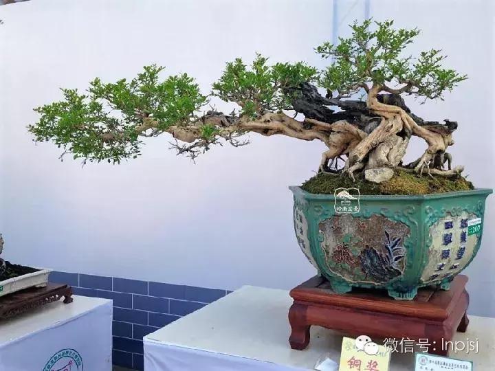 苍劲古朴挺拔有力的老桩盆景欣赏,老态龙钟盆景作品欣赏