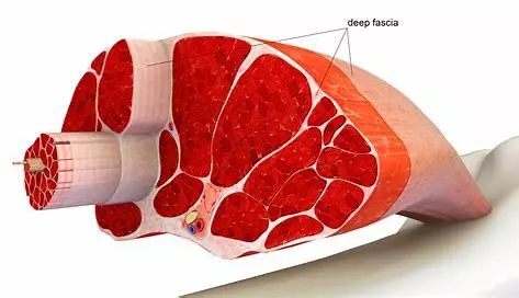 为什么训练前要放松筋膜,训练筋膜怎么训