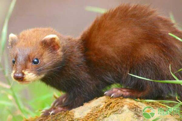 貂子人工驯繁价格怎样?养貂子危险吗?养貂子注意事项与禁忌