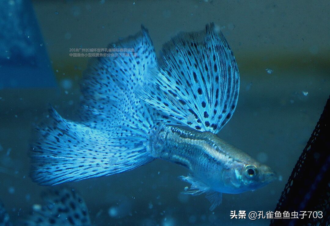 孔雀鱼买回来攻略,孔雀鱼买鱼技巧