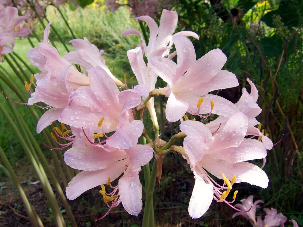 水仙花球怎么一直都不发芽,紫色水仙花怎么养