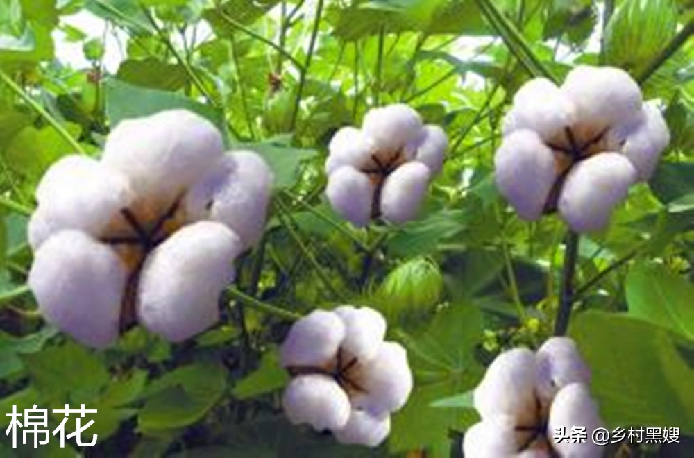 农作物棉花来自哪里？是国产吗？一口气搞懂棉花的前世今生