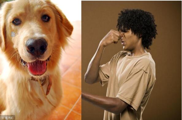 金毛幼犬体味大怎么消除,金毛幼犬体味重怎么办