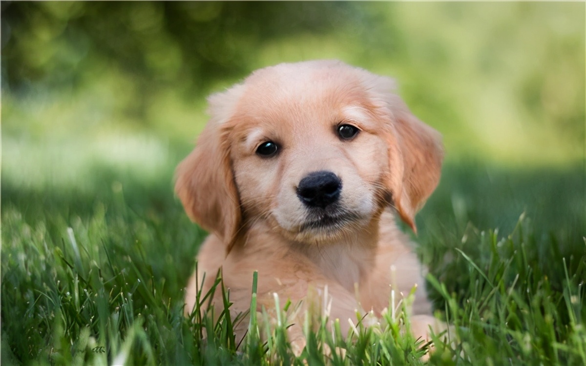 狗狗不能吃的5种健康蔬菜要谨慎,盘点狗狗不能吃的几大水果