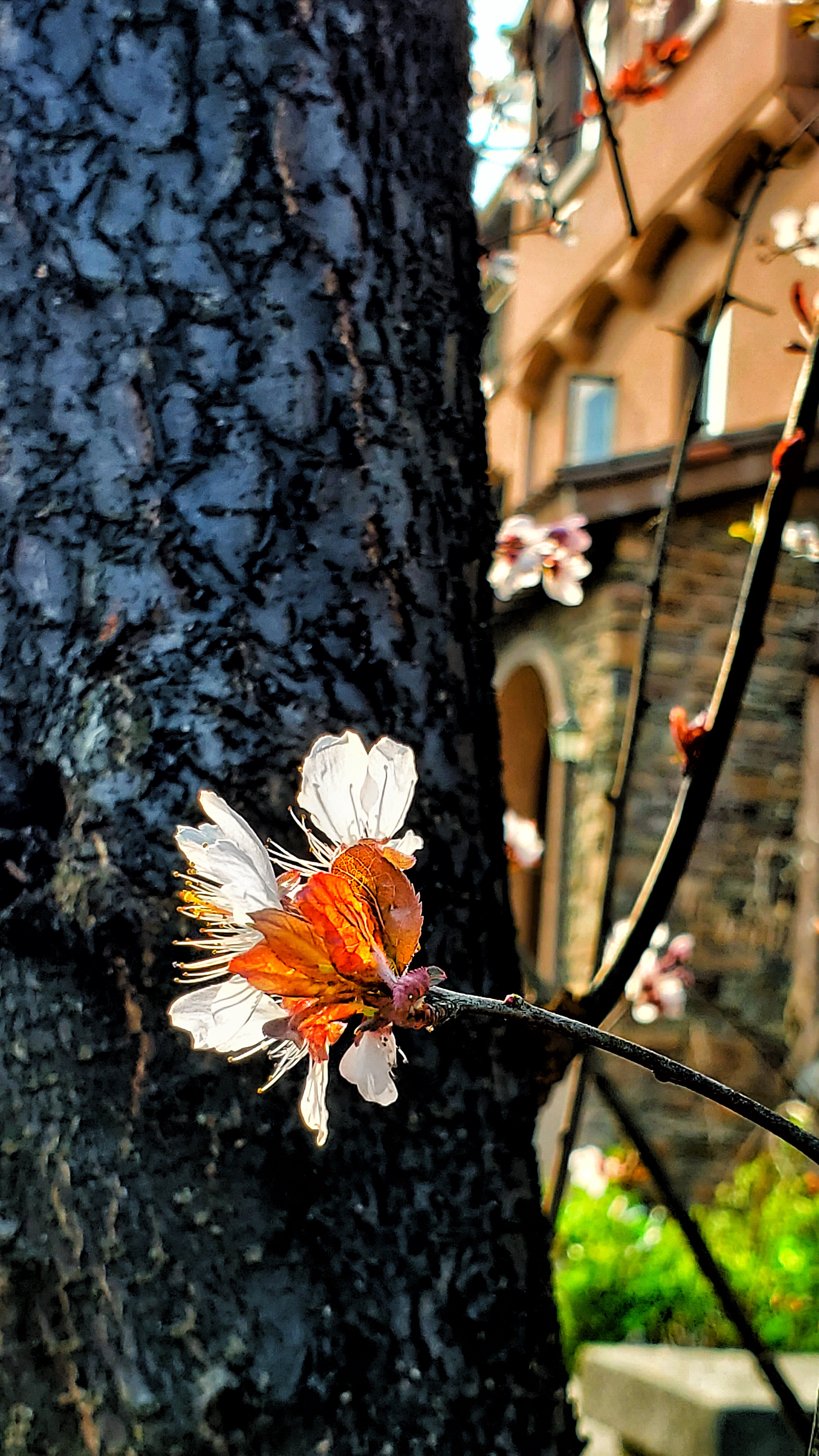 和春住。带着小神兽去踏青