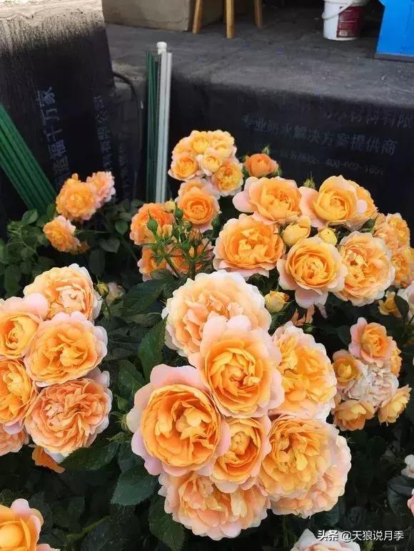 露台打造花海,她用10年改造庭院