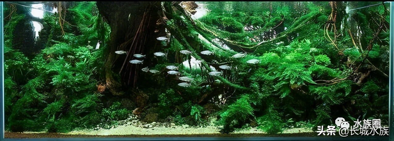 水族市场分析,水族器材行业有前景吗