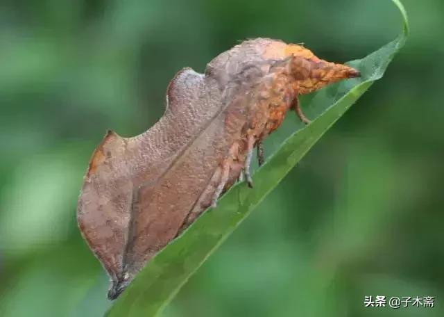 柑橘大实蝇和柑橘小实蝇常规虫害,柑橘虫害高清图谱及防治方法