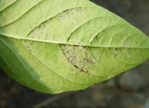 青霉病属于灰霉病还是软腐病,蔬菜霜霉灰霉病克星