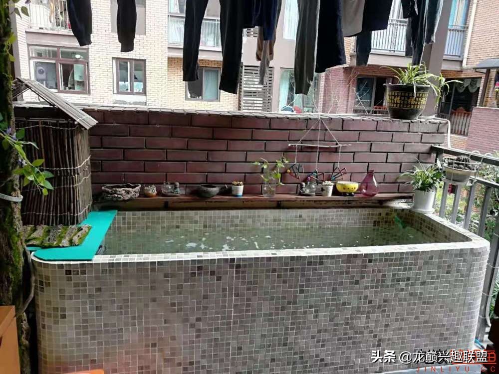 鱼友自制龙鱼缸,自制锦鲤鱼食配方及全过程