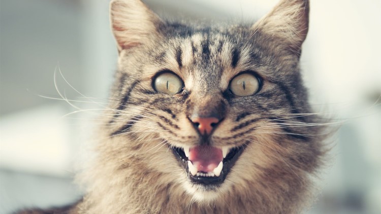 猫咪很容易受惊吓吃什么能缓解,猫咪铲屎官注意事项