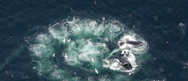 座头鲸叫声带给人的感觉,座头鲸的歌声视频