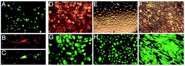 免疫荧光应该怎么看,免疫荧光必须用爬片吗
