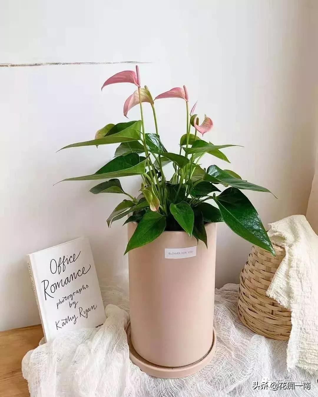 教师节应该送老师什么花用纸叠,教师节送花送什么花图片