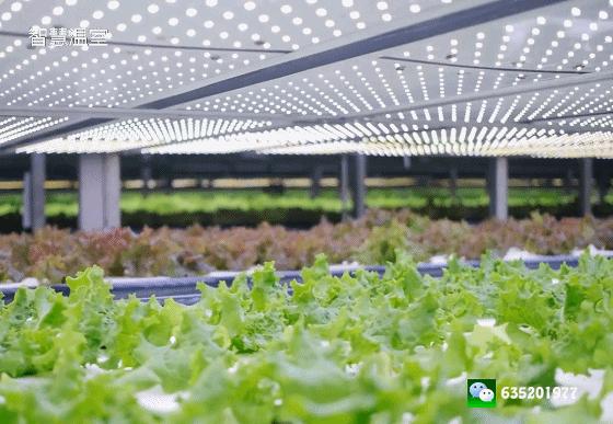 大棚种植致富项目,农业大棚种植创业项目推荐2020