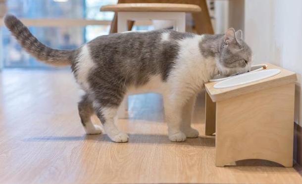 狗狗不能吃什么豆类,狗狗不能吃什么水果图片