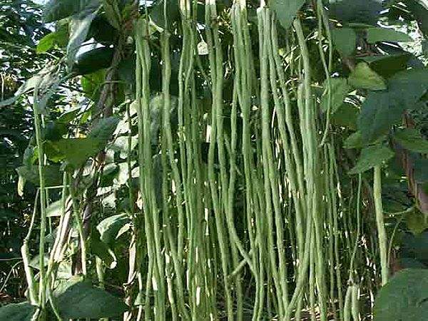 无架长豆角种植小技巧,种豆角出苗不好怎么补救