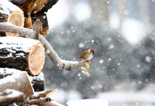 野生的鸟儿该怎么处理,鸟类如何躲避风雨