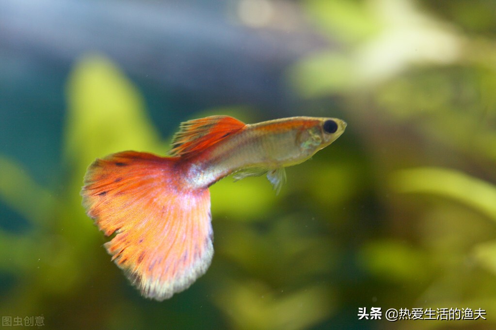 懒人适合养什么体积小观赏鱼,什么小型观赏鱼最适合在大鱼缸养