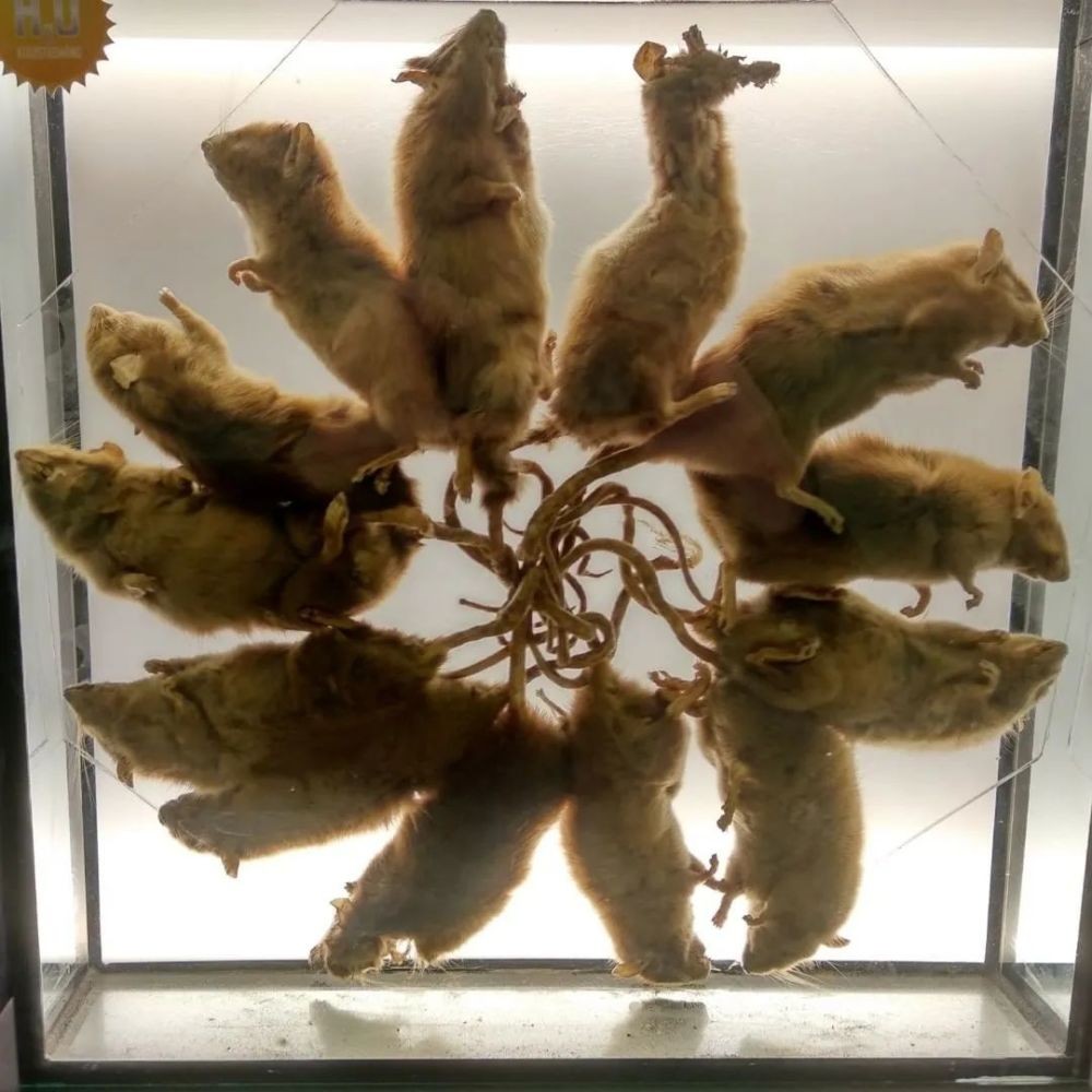 欧洲“鼠王”恐怖传说!数只老鼠缠绕成轮,真的象征瘟疫的到来?