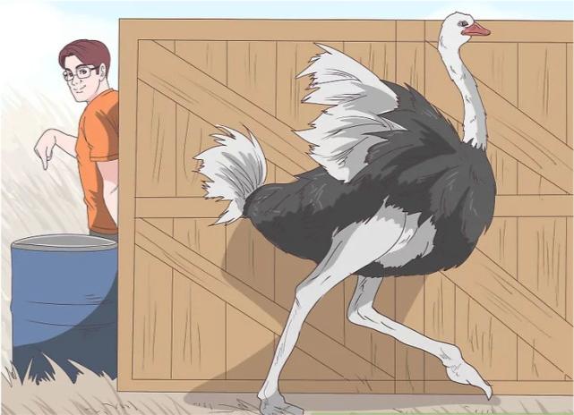 鸵鸟遇到强敌怎么办,如何帮鸵鸟逃避危险