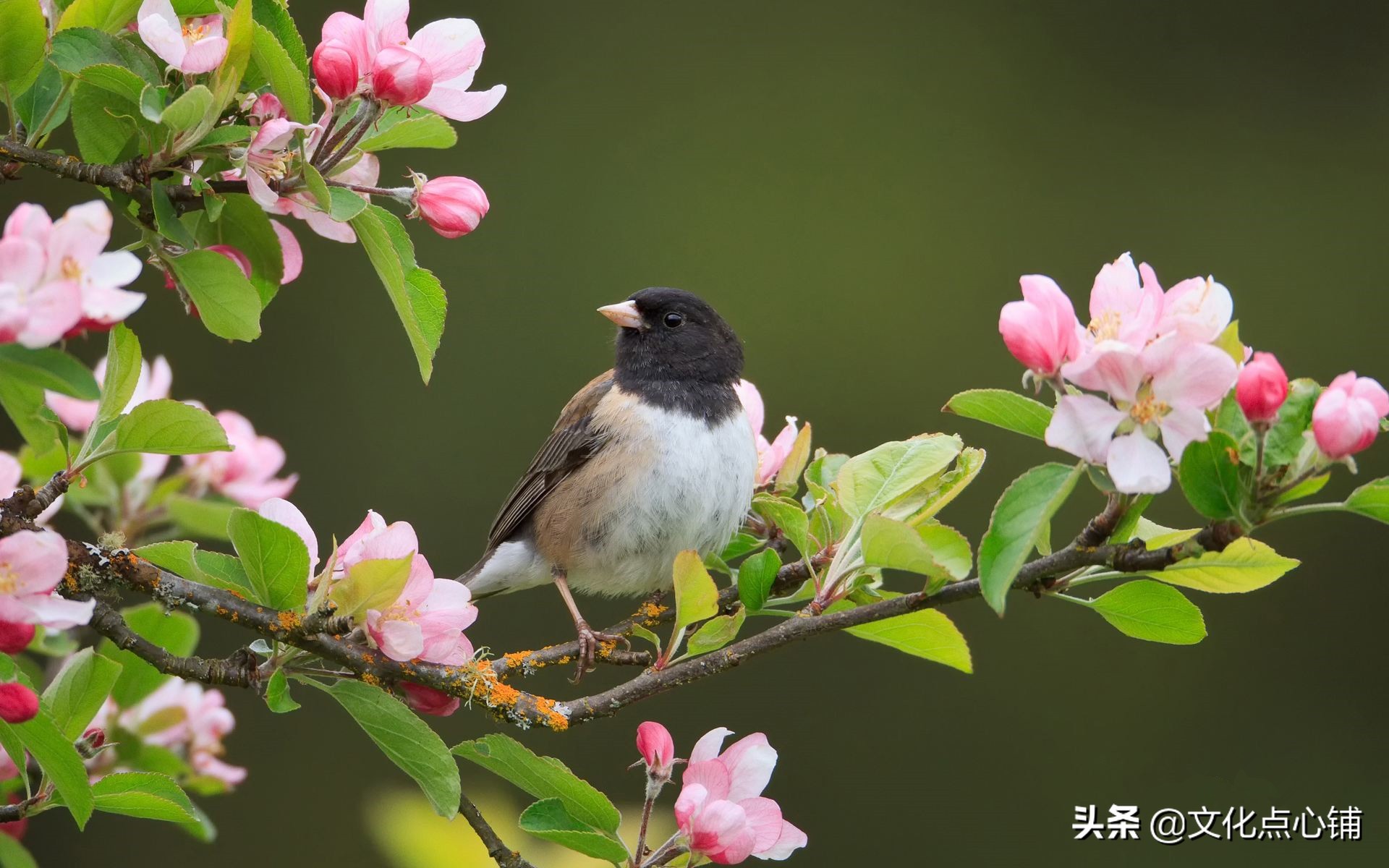 杜甫豁达的经典诗句,杜甫七律经典