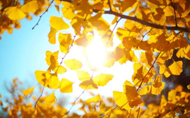 温州银杏哪里最美,温州秋冬的银杏树确实美