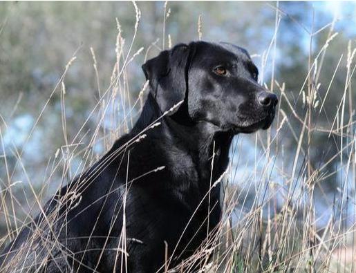 为什么黑色拉布拉多脸瘦长,为什么黑色拉布拉多比较凶
