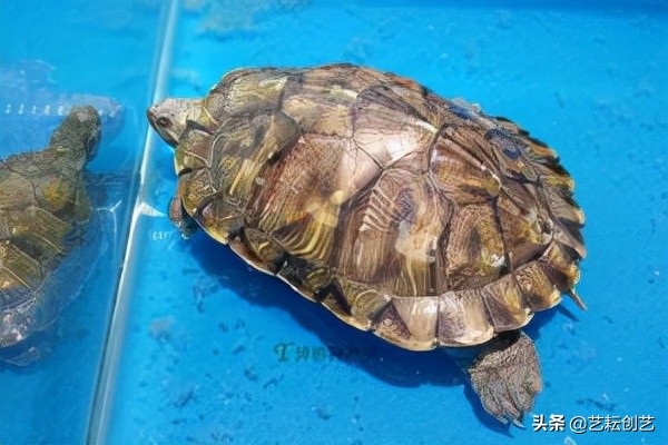 湖北标志性农产品,全国农产品地理标志目录四川